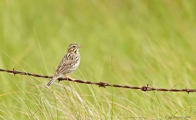 Savannah Sparrow