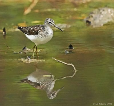 Solitary Sandpiper