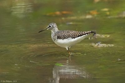 Solitary Sandpiper
