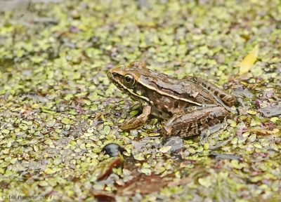Southern Leopard Frog