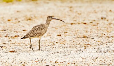 Whimbrel