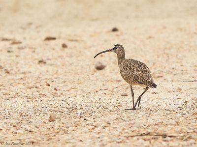 Whimbrel