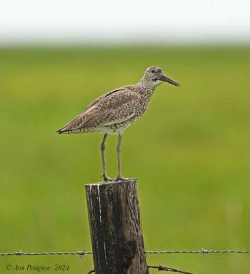 Willet