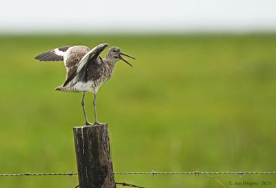 Willet