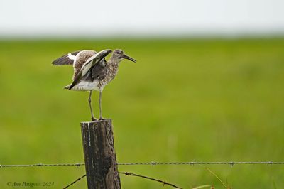 Willet