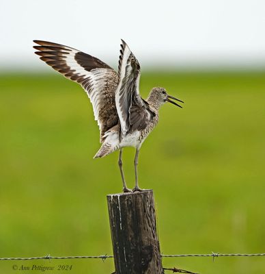 Willet