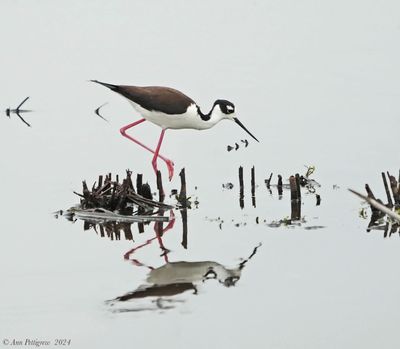 Black-necked Stilt