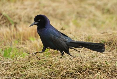 Boat-tailed Grackle