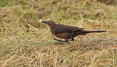 Great-tailed Grackle - female