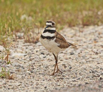 Killdeer