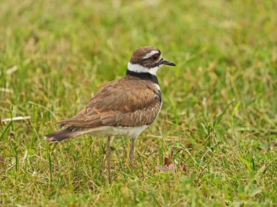 Killdeer