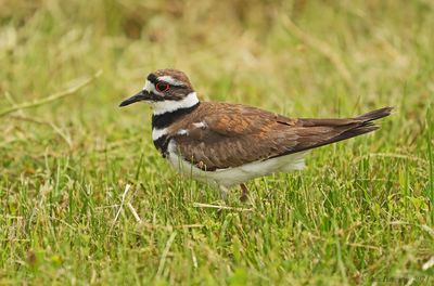 Killdeer
