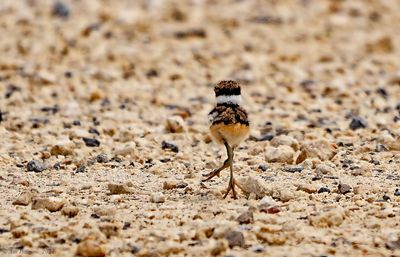 Killdeer Chick