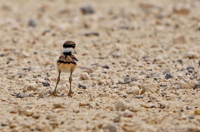 Killdeer Chick