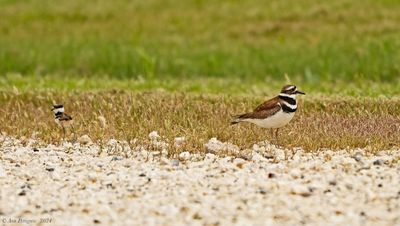 Killdeer Chick