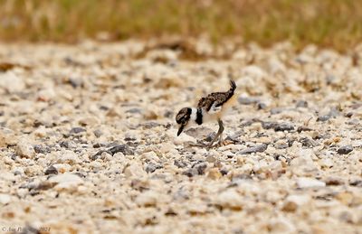 Killdeer Chick