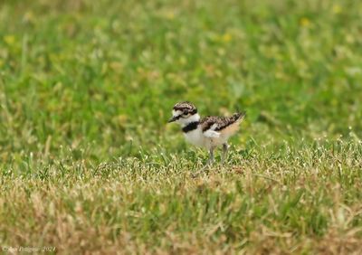 Killdeer Chick