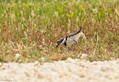 Killdeer Chick