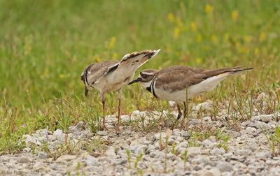 Killdeer Pair