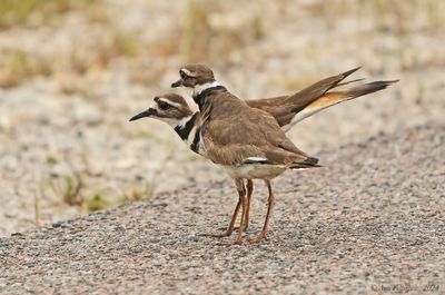 Killdeer Pair