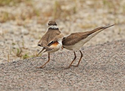 Killdeer Pair