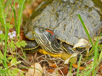 Red-eared Slider