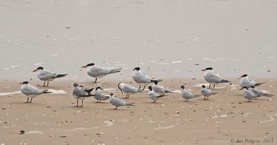 Royal Terns and Laughing Gull