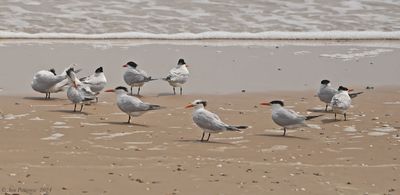 Royal Terns