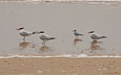 Royal Terns