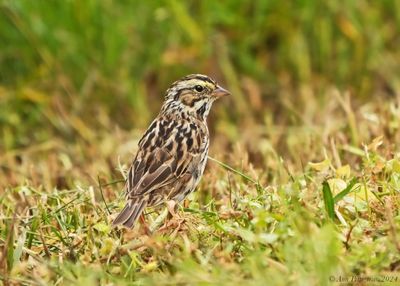 Savannah Sparrow