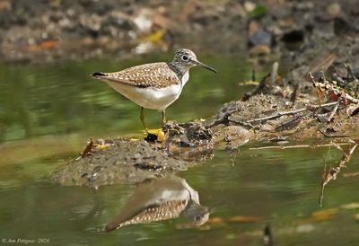 Solitary Sandpiper