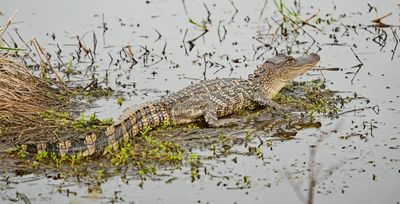 American Alligator