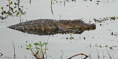 American Alligator