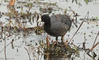 American Coot