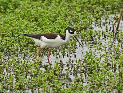 Black-necked Stilt