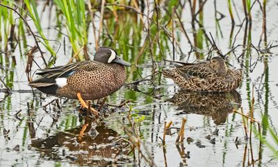Blue-winged Teal Pair
