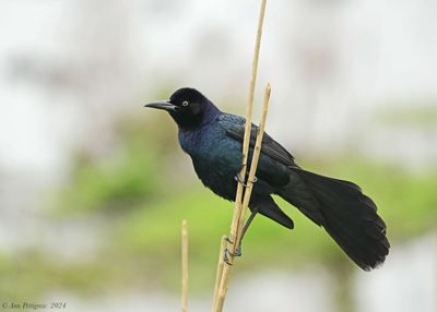 Boat-tailed Grackle
