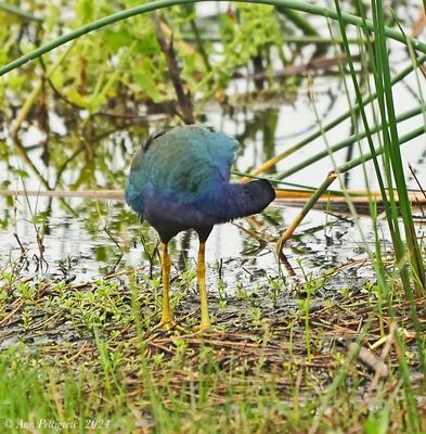 Purple Gallinule
