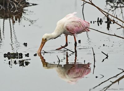 Roseate Spoonbill