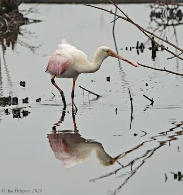 Roseate Spoonbill
