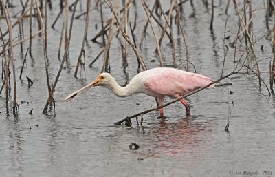 Roseate Spoonbill