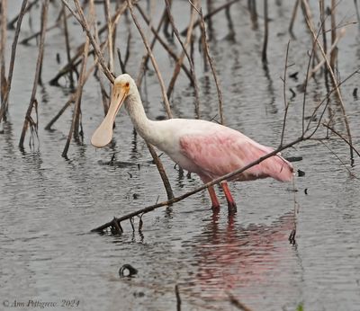 Roseate Spoonbill