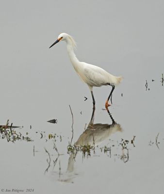 Snowy Egret