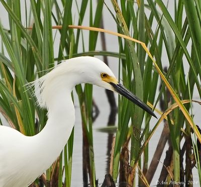 Snowy Egret