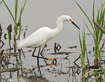 Snowy Egret