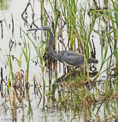 Tricolored Heron