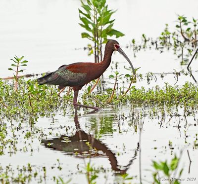 White-faced Ibis