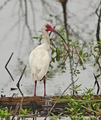 White Ibis