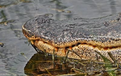 American Alligator