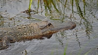 American Alligator